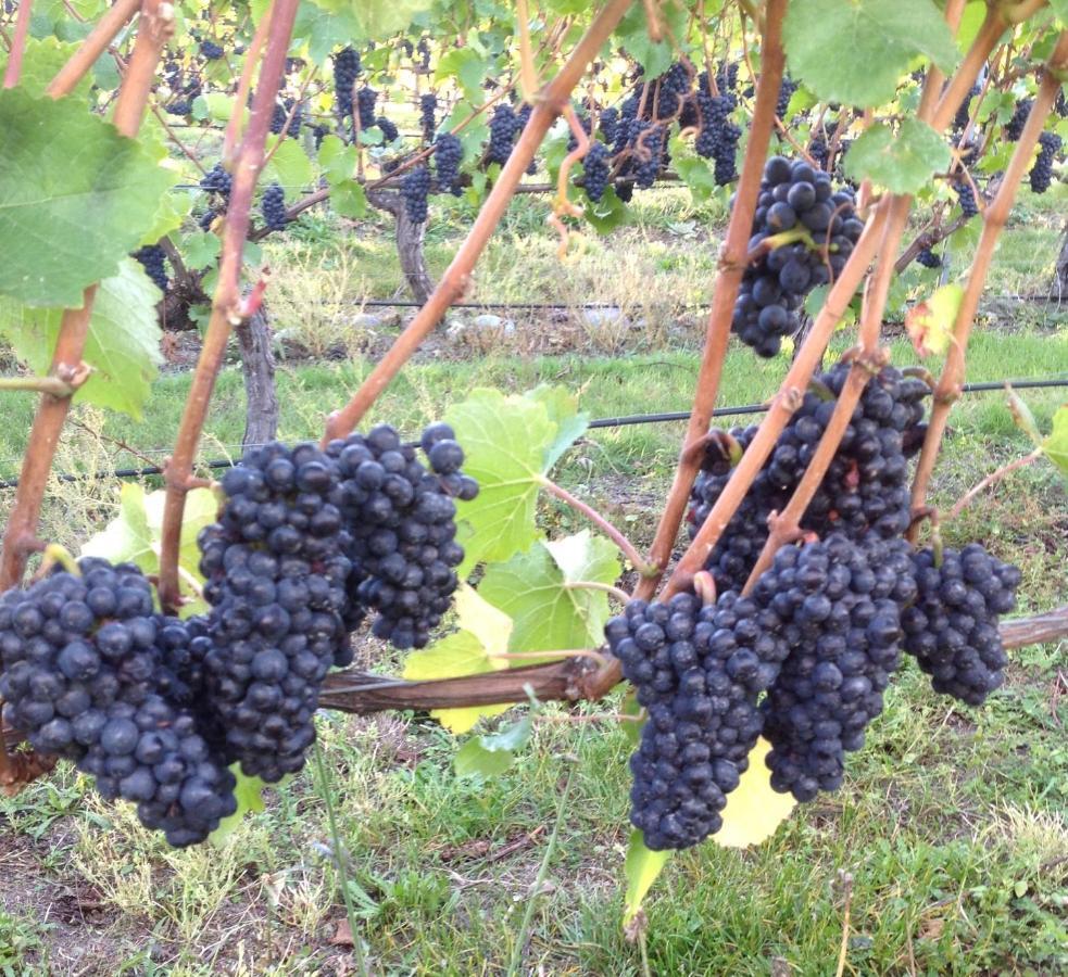 Villa 'The Crib' On Legacy Vineyard Alexandra Zimmer foto